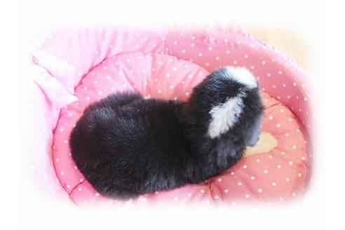 成約済の大阪府のビアデッドコリー-34419の4枚目