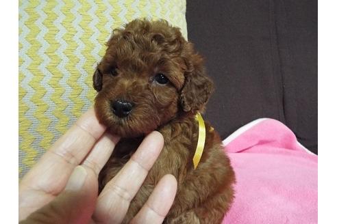 成約済の兵庫県のトイプードル-33117の2枚目