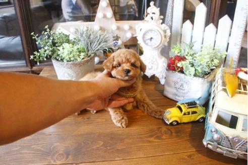 成約済の埼玉県のトイプードル-33587の5枚目