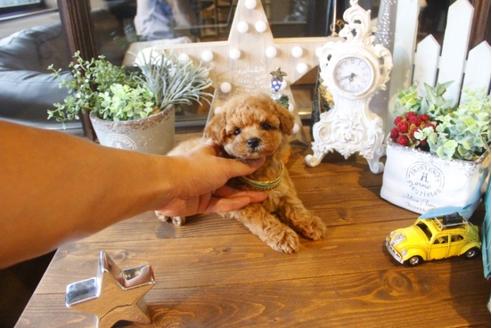 成約済の埼玉県のトイプードル-33587の1枚目