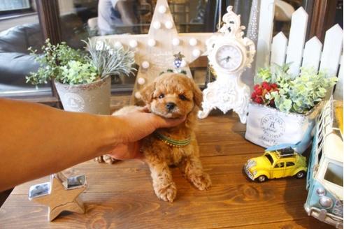 成約済の埼玉県のトイプードル-33587の4枚目