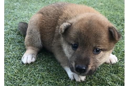 成約済の長崎県の柴犬-34435の1枚目