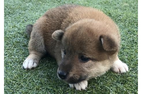 成約済の長崎県の柴犬-34435の2枚目