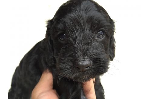 成約済の茨城県のミックス犬-34448の4枚目