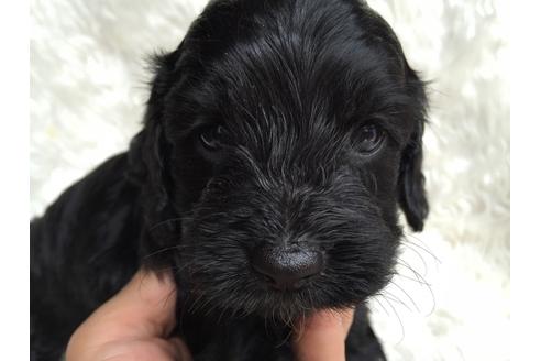 成約済の茨城県のミックス犬-34448の1枚目