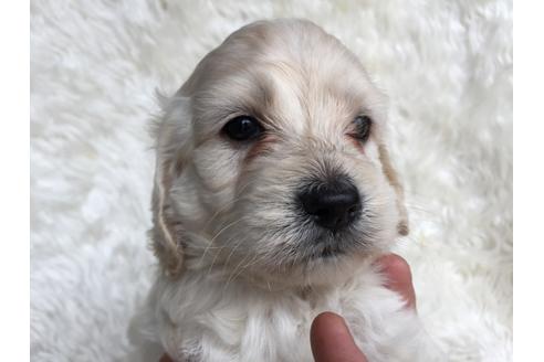 成約済の茨城県のミックス犬-34449の2枚目