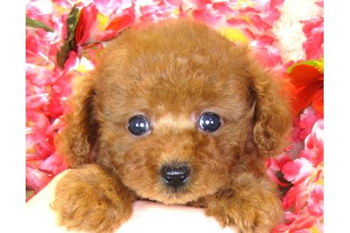 成約済の茨城県のトイプードル-34460の4枚目