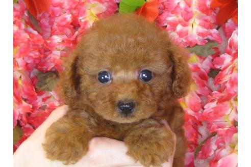 成約済の茨城県のトイプードル-34460の5枚目