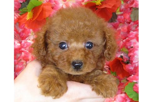 成約済の茨城県のトイプードル-34460の1枚目