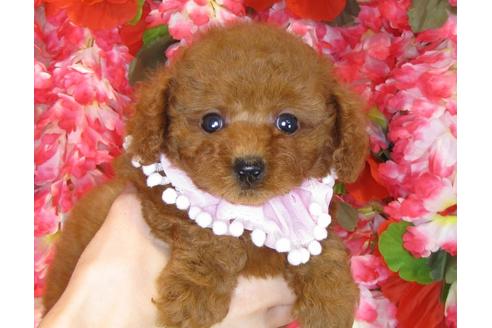 成約済の茨城県のトイプードル-34460の2枚目