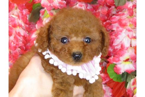 成約済の茨城県のトイプードル-34460の3枚目