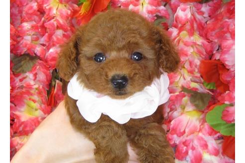 成約済の茨城県のトイプードル-34461の2枚目