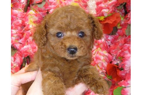 成約済の茨城県のトイプードル-34461の3枚目