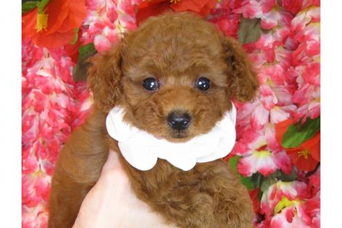 成約済の茨城県のトイプードル-34461の4枚目