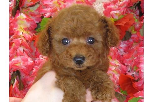 成約済の茨城県のトイプードル-34461の5枚目