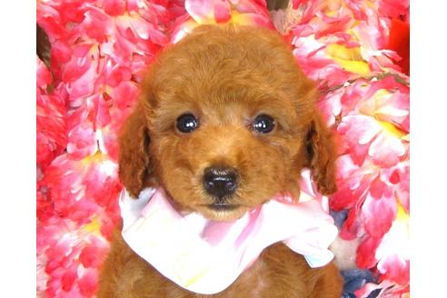 成約済の茨城県のトイプードル-34462の5枚目