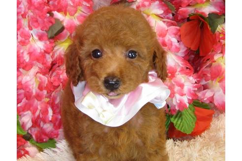 成約済の茨城県のトイプードル-34462の2枚目