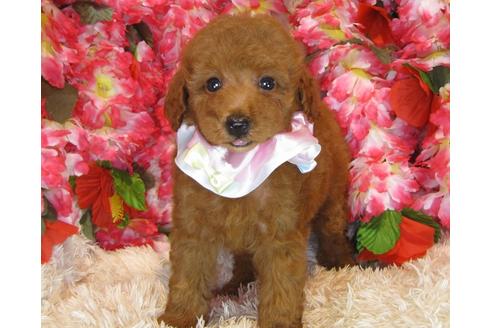 成約済の茨城県のトイプードル-34462の3枚目