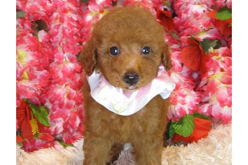 成約済の茨城県のトイプードル-34462の4枚目