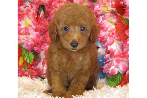 成約済の茨城県のトイプードル-34462の1枚目