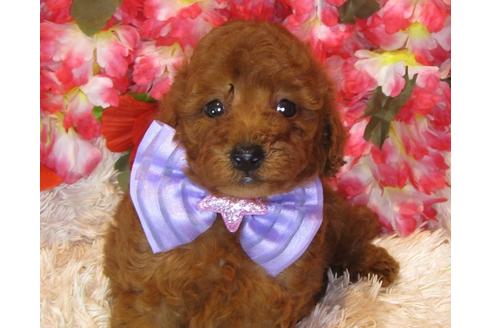 成約済の茨城県のトイプードル-34463の2枚目