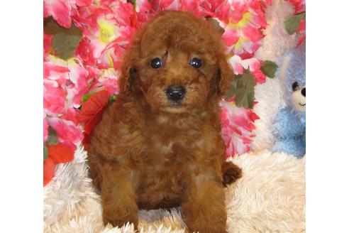 成約済の茨城県のトイプードル-34463の3枚目