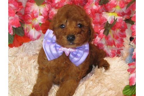 成約済の茨城県のトイプードル-34463の1枚目