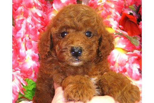 成約済の茨城県のトイプードル-34464の1枚目