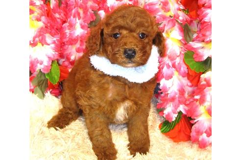 成約済の茨城県のトイプードル-34464の2枚目