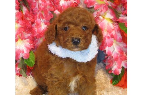 成約済の茨城県のトイプードル-34464の3枚目