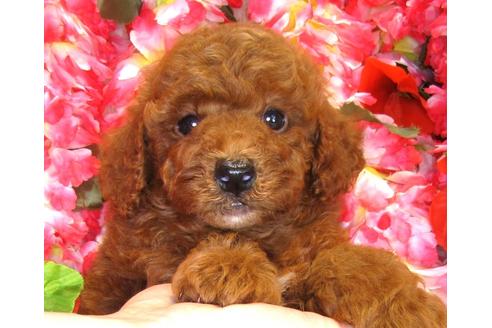 成約済の茨城県のトイプードル-34464の5枚目