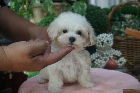 成約済の京都府のミックス犬-34468の1枚目