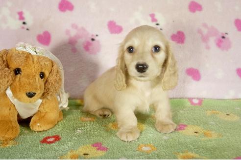 成約済の兵庫県のミニチュアダックスフンド-34482の3枚目