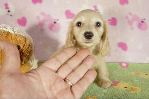 成約済の兵庫県のミニチュアダックスフンド-34482の4枚目