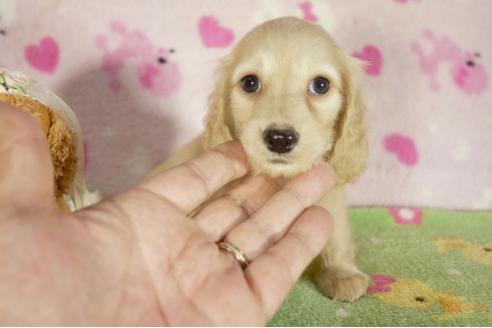 成約済の兵庫県のミニチュアダックスフンド-34482の1枚目