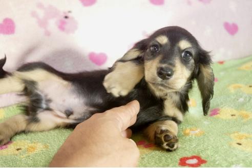 成約済の兵庫県のミニチュアダックスフンド-34483の1枚目