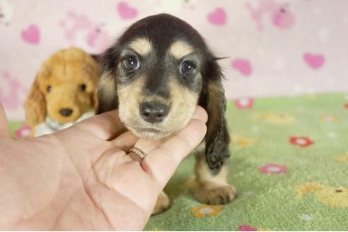 成約済の兵庫県のミニチュアダックスフンド-34483の2枚目