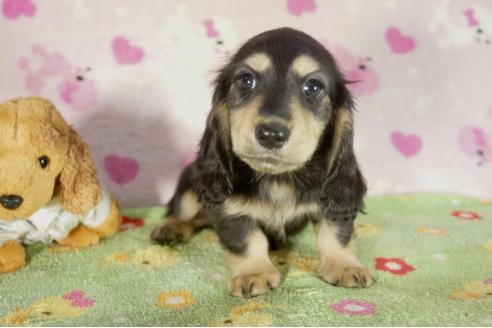 成約済の兵庫県のミニチュアダックスフンド-34483の3枚目