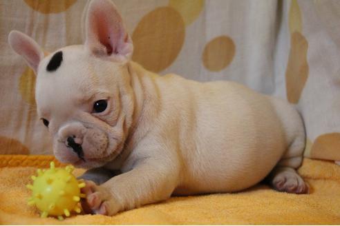 成約済の愛知県のフレンチブルドッグ-33506の5枚目