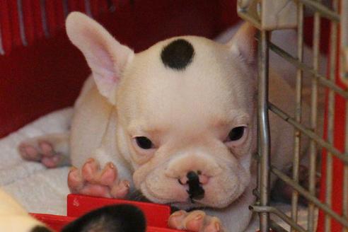 成約済の愛知県のフレンチブルドッグ-33506の4枚目