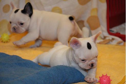 成約済の愛知県のフレンチブルドッグ-33506の2枚目