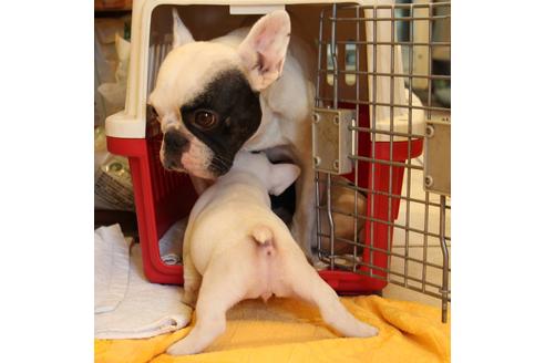 成約済の愛知県のフレンチブルドッグ-33506の1枚目