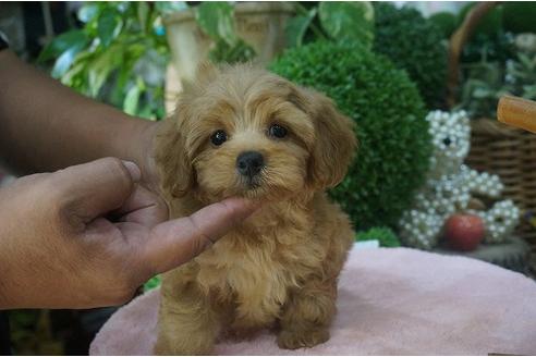 成約済の京都府のミックス犬-34501の2枚目