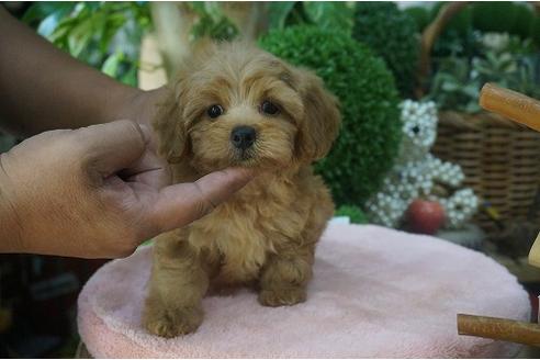 成約済の京都府のミックス犬-34501の1枚目