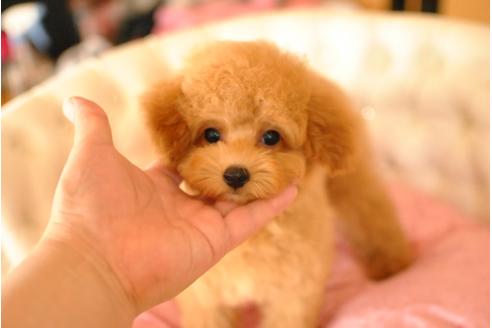成約済の茨城県のトイプードル-33969の5枚目