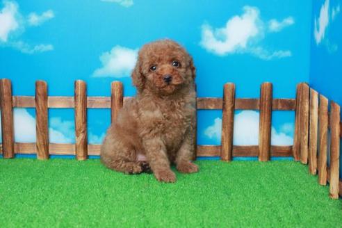 成約済の滋賀県のトイプードル-34540の2枚目