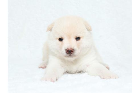 成約済の栃木県の柴犬-34543の1枚目
