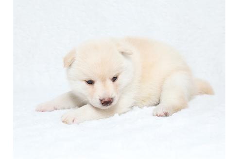 成約済の栃木県の柴犬-34543の2枚目