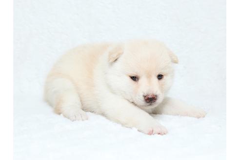 成約済の栃木県の柴犬-34543の3枚目