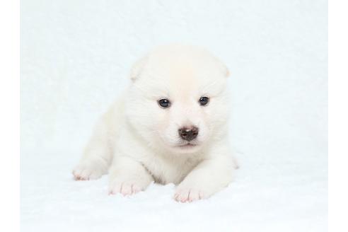 成約済の栃木県の柴犬-34544の1枚目